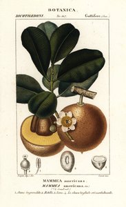 Pomme mammee, Mammea americana - Stanghi Stanghi