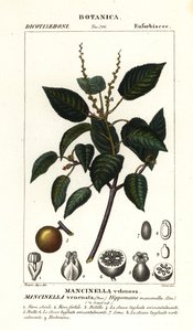 Manchineel ou arbre à pommes de plage, Hippomane mancinella - Stanghi Stanghi