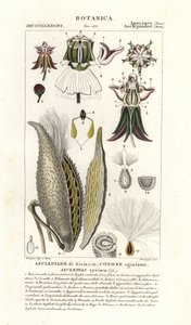 Asclépiade commune, Asclepias syriaca