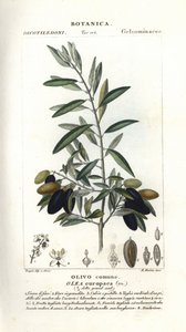 Olivier, Olea europaea - Stanghi Stanghi