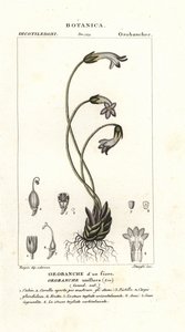 Orobanche uniflore, Orobanche uniflora - Stanghi Stanghi