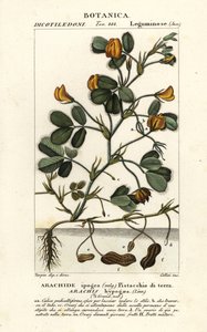 Arachide ou cacahuète, Arachis hypogaea - Stanghi Stanghi
