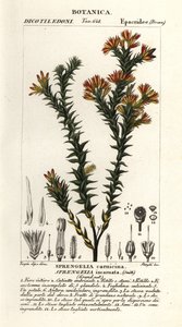 Sprengelia incarnata - Stanghi Stanghi