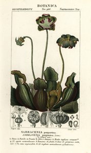 Sarracénie pourpre, Sarracenia purpurea - Stanghi Stanghi