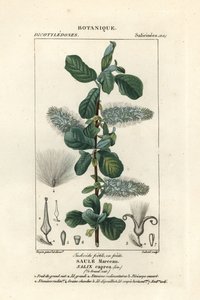 Saule marsault, Salix caprea - Stanghi Stanghi