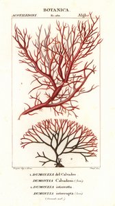 Algues rouges