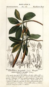 Palétuvier rouge, Rhozophora mangle - Stanghi Stanghi