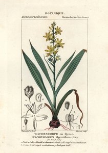 Racine rouge, Wachendorfia thyrsiflora - Stanghi Stanghi