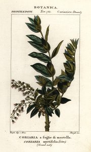 Arbre Redoul, Coriaria myrtifolia - Stanghi Stanghi