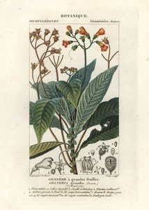 Rhytidophyllum grande - Stanghi Stanghi