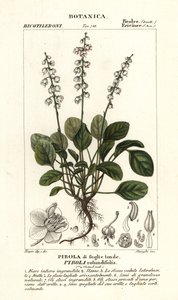 Pyrola rotundifolia - Stanghi Stanghi