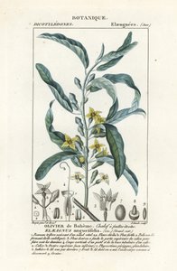 Olivier de Bohême, Elaeagnus angustifolia - Stanghi Stanghi
