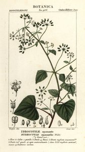 Spananthe paniculata Hydrocotyle spananthe, Idrocotile spanante
