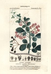 Cissus obovata