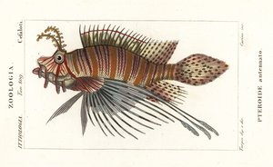Rascasse volante, Pterois antennata - Stanghi Stanghi