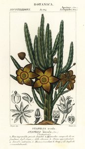 Fleur étoile ou plante charogne, Stapelia hirsuta - Stanghi Stanghi