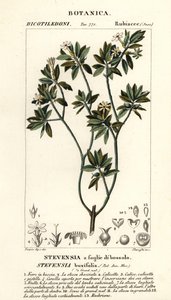 Stevensia buxifolia - Stanghi Stanghi