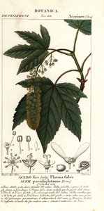 Érable sycomore, Acer pseudoplatanus - Stanghi Stanghi