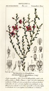Tetratheca glandulosa - Stanghi Stanghi