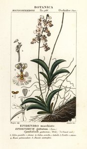 Orchidée Tolumnia guttata