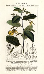 Balsamine ne-me-touchez-pas, Impatiens noli-tangere - Stanghi Stanghi