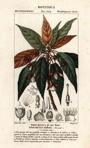 Trochetia triflora - Stanghi Stanghi