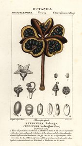 Châtaignier tropical ou arbre nawa, Sterculia balanghas