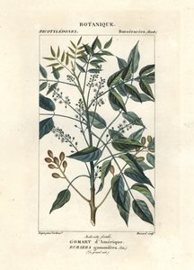 Arbre à térébenthine, Bursera simaruba