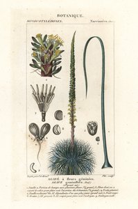 Agave à fleurs jumelles, Agave geminiflora