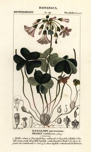 Oxalis violacea - Stanghi Stanghi