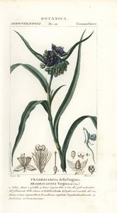 Tradescantia virginiana, Éphémère de Virginie - Stanghi Stanghi