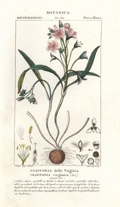 Claytonie de Virginie, Claytonia virginica - Stanghi Stanghi