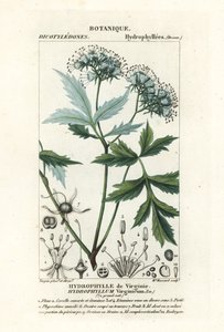 Hydrophylle de Virginie, Hydrophyllum virginianum - Stanghi Stanghi