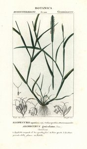 Vulpin genouillé, Alopecurus geniculatus