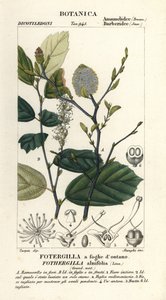 Fothergilla gardenii, hamamélis nain