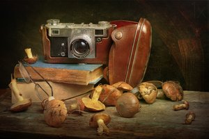 Appareil photo vintage et champignons
