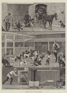 Croquis au refuge pour chiens, Battersea