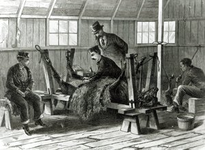 Prise de virus sur le veau, illustration de 