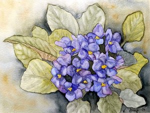 Violette d