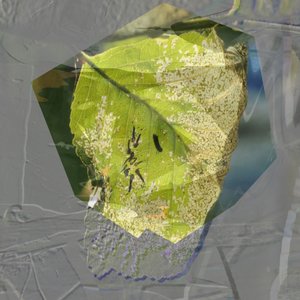 Feuille verte abstraite - Stefan Fransson
