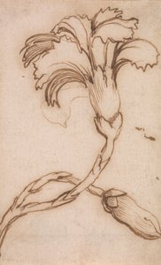 Étude de Œillets et Roses - Stefano della Bella