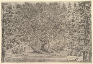 Un grand arbre habité au centre avec des rampes autour du tronc, en bas un chemin de pierre, vers 1653 - Stefano della Bella