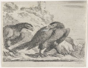Aigle marchant vers la droite, regardant un autre aigle - Stefano della Bella