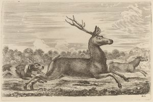 Cerf Poursuivi par Deux Chiens à Gauche