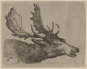 Tête de cerf tournée à droite - Stefano della Bella