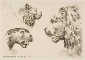 Têtes de trois lions, vers 1641 - Stefano della Bella