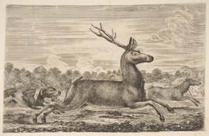 Chiens chassant un cerf et une biche - Stefano della Bella