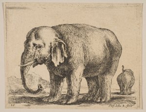 Planche 10 : éléphant, de Diversi animali, ca. 1641 - Stefano della Bella