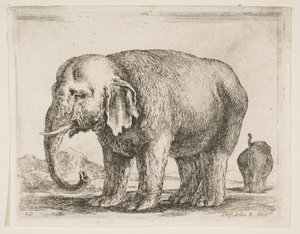Planche 10 : éléphant, de Divers animaux, vers 1641