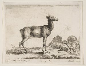 Planche 15 : biche, de Divers animaux Diversi animali, vers 1641 - Stefano della Bella